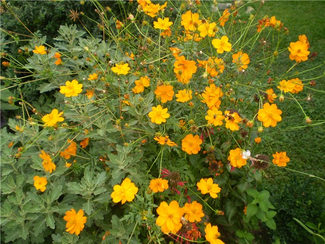 cosmos